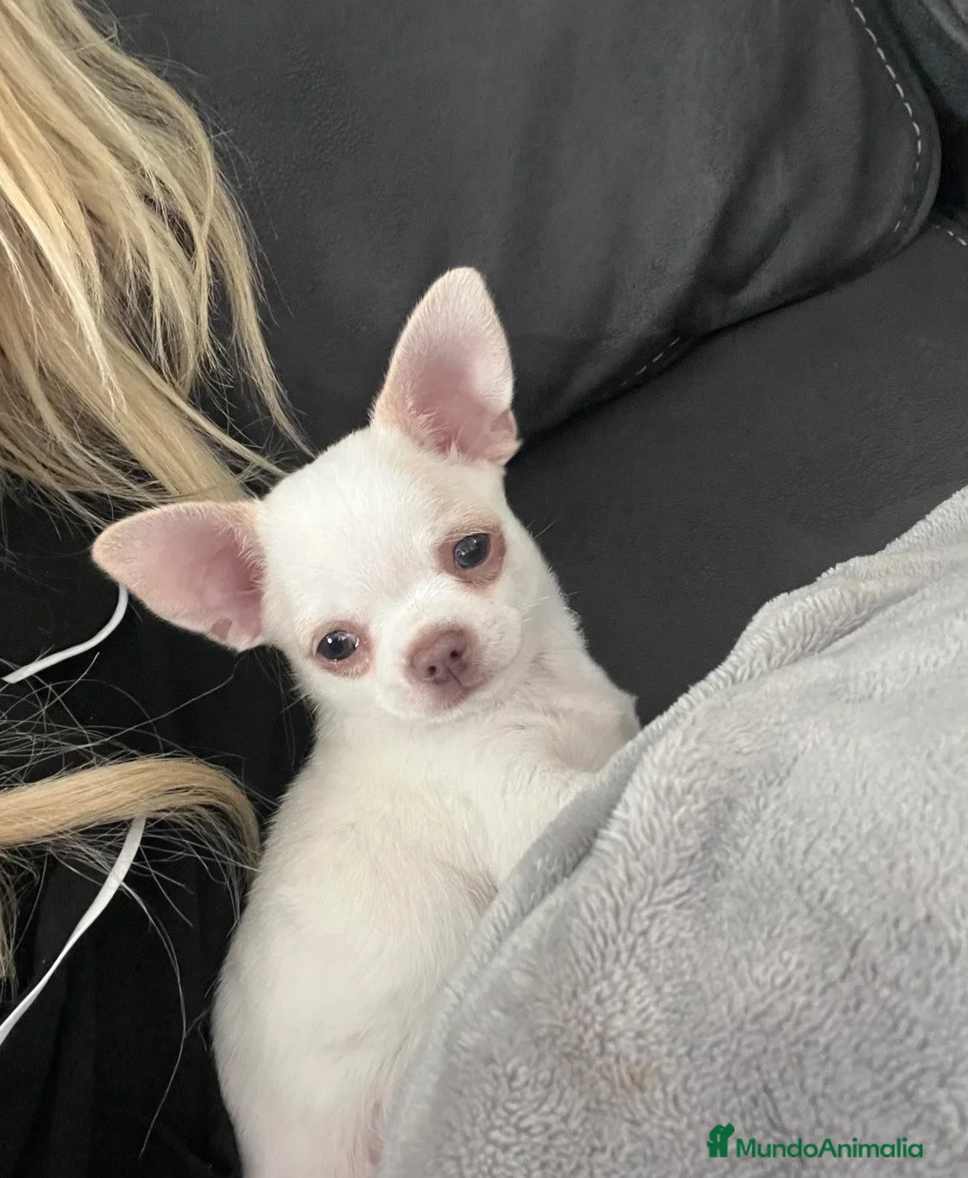 Chihuahua perros en venta: CHIHUAHUA CACHORROS PRECIOSOS  - Anuncio 1