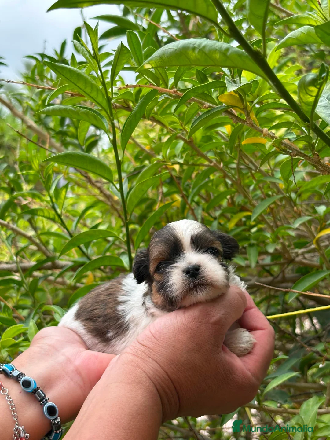 Raza Mixta perros en venta: MALSHI - Anuncio 5