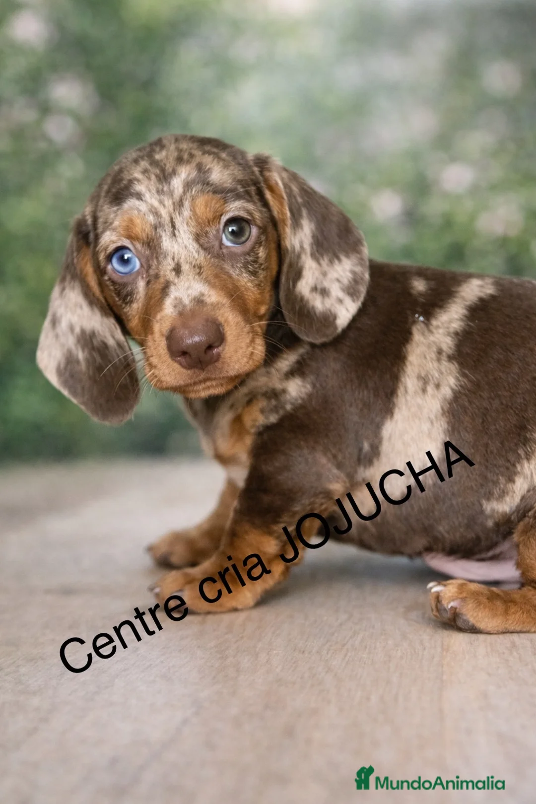 Teckel Miniatura perros en venta: Espectacular cachorro unico - Anuncio 1