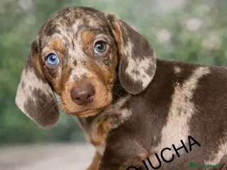 Teckel Miniatura perros Espectacular cachorro unico - Anuncio 1