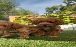 Caniche Toy perros en venta: CANICHE TOY MACHOS - Imagen 3