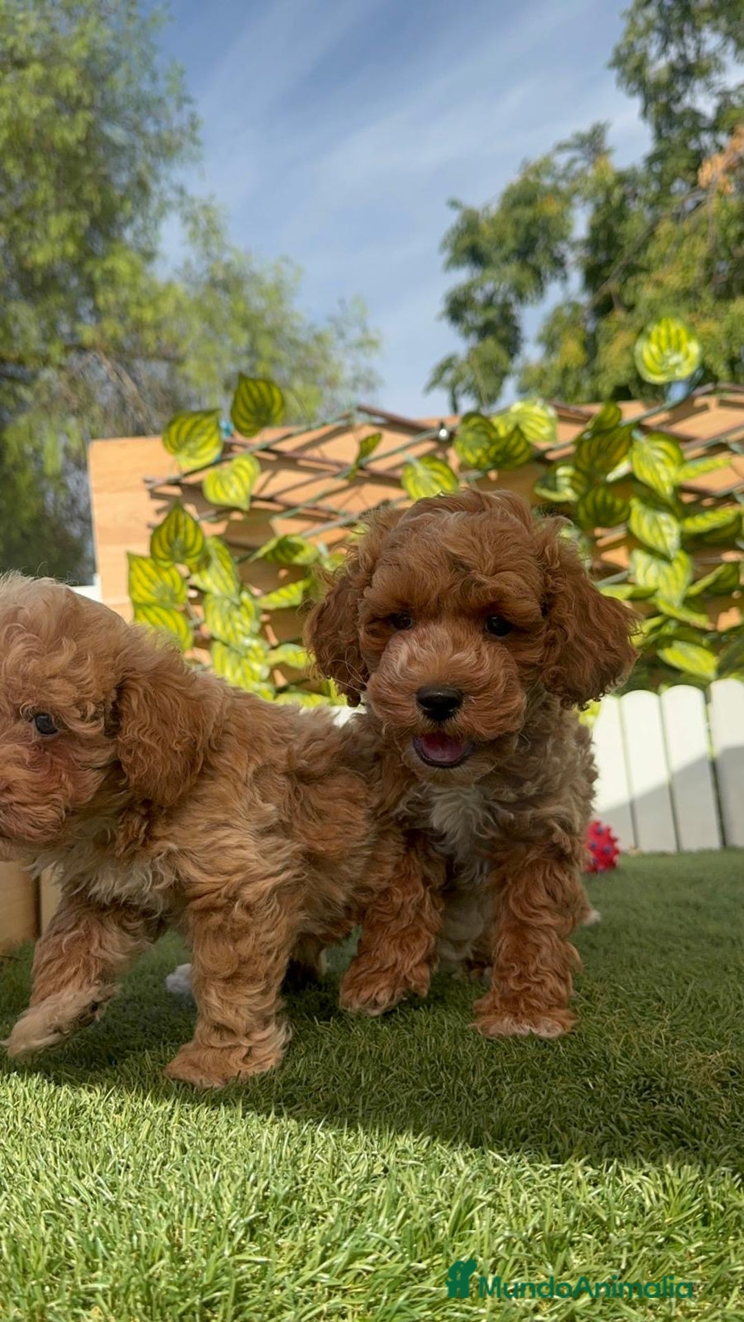 Caniche Toy perros en venta: CANICHE TOY MACHOS - Imagen 3