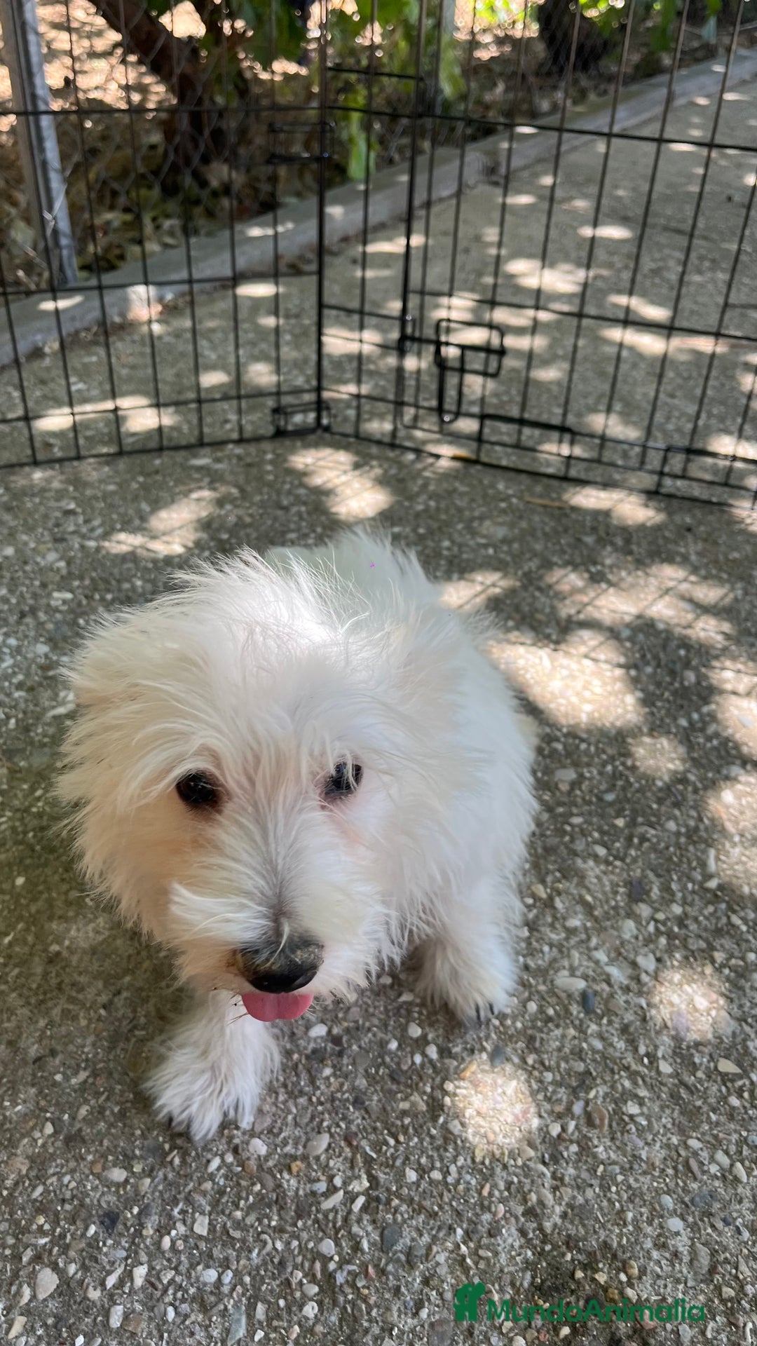 West Highland White Terrier perros en venta: Westy macho  - Imagen 4