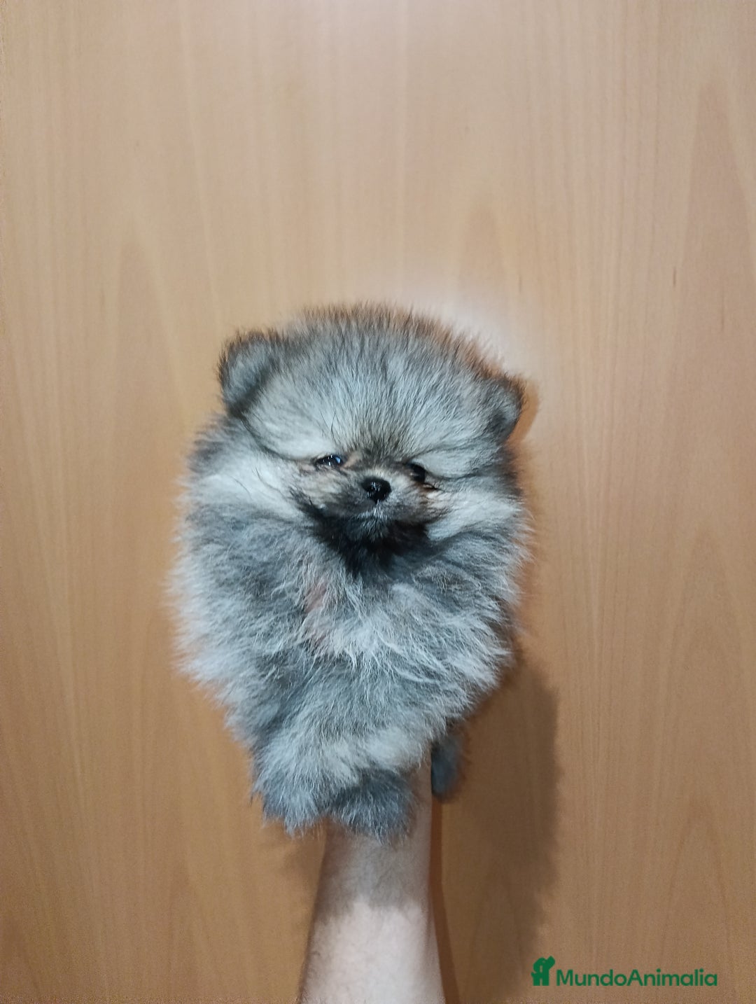 Pomerania perros en venta: Pomerania de Lulú toy - Anuncio 2