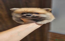 Pomerania perros en venta: Lulú de pomerania  en Cádiz - Imagen 9