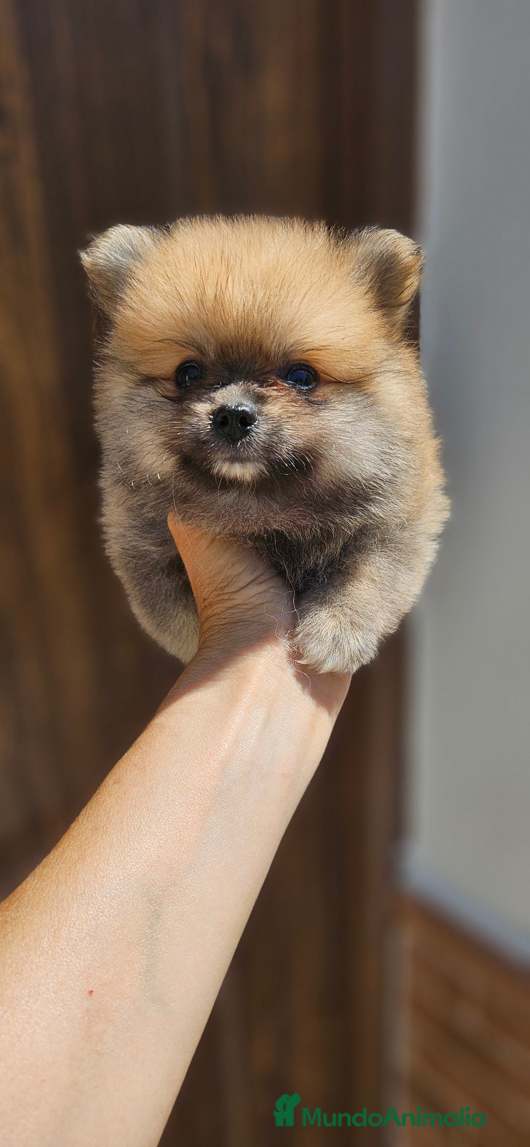 Pomerania perros en venta: Lulú de pomerania  en Cádiz - Imagen 9