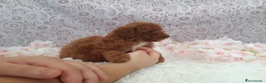 Caniche Toy 8