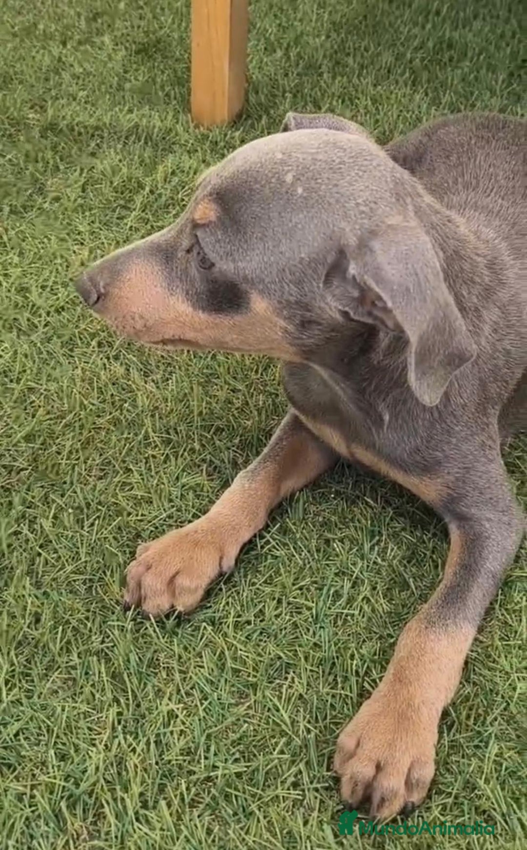 Pinscher Miniatura perros en venta: Mini-pinscher blue Macho  - Imagen 9