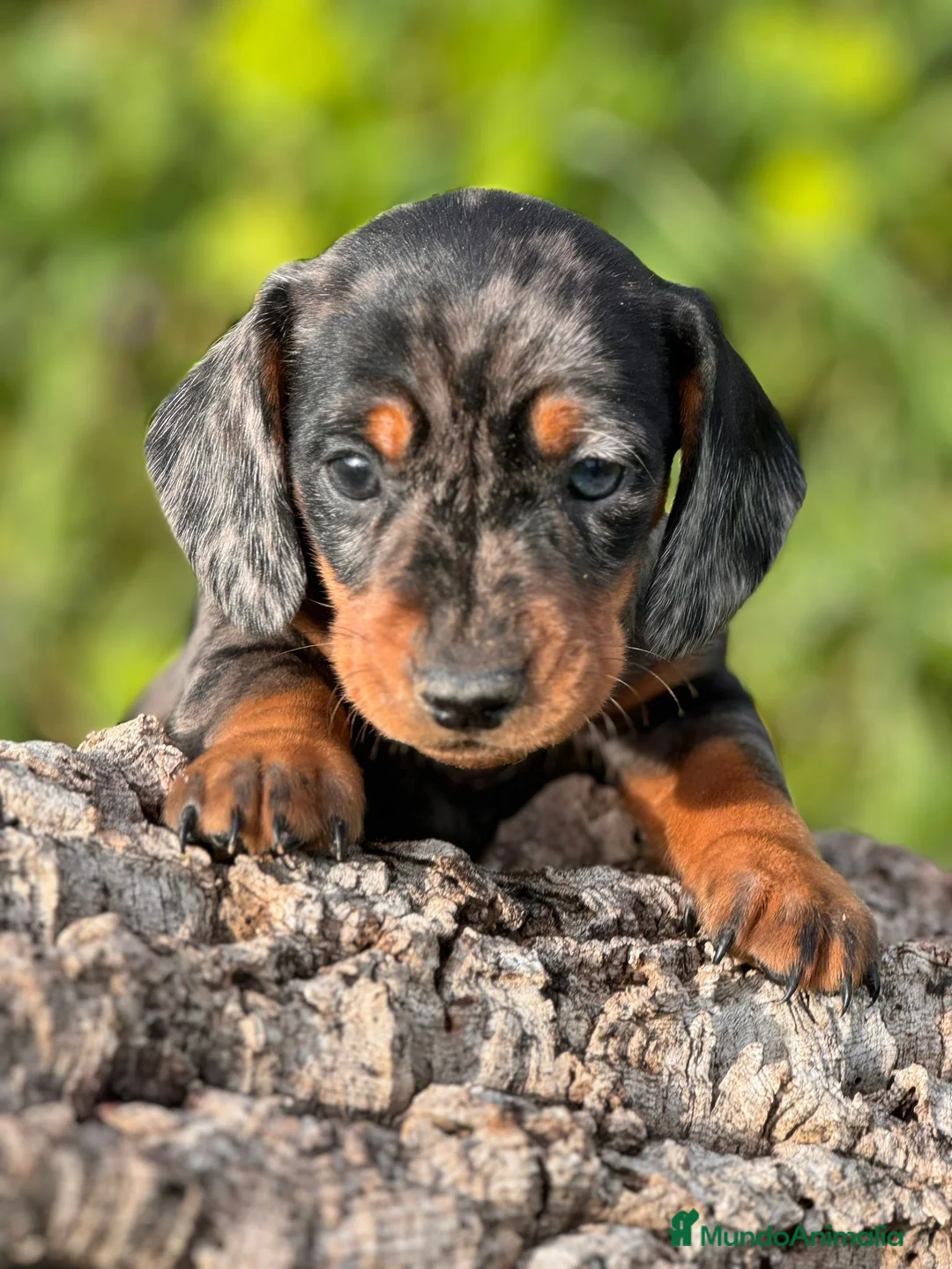 Teckel perros en venta: Teckels kaninchen  - Anuncio 2