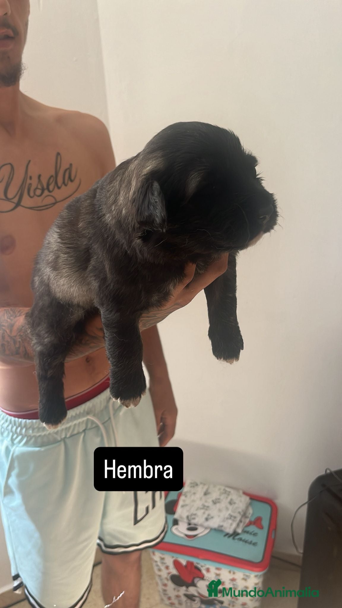 Pastor del Cáucaso perros en venta: Camada completa Pastor del Cáucaso  - Anuncio 2