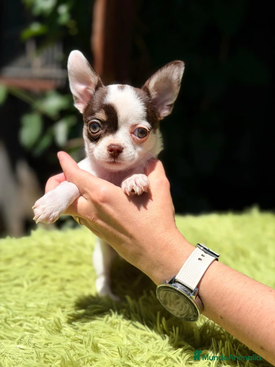 Chihuahua perros en venta: CHIHUAHUA TRICOLOR MACHO  - Anuncio 1