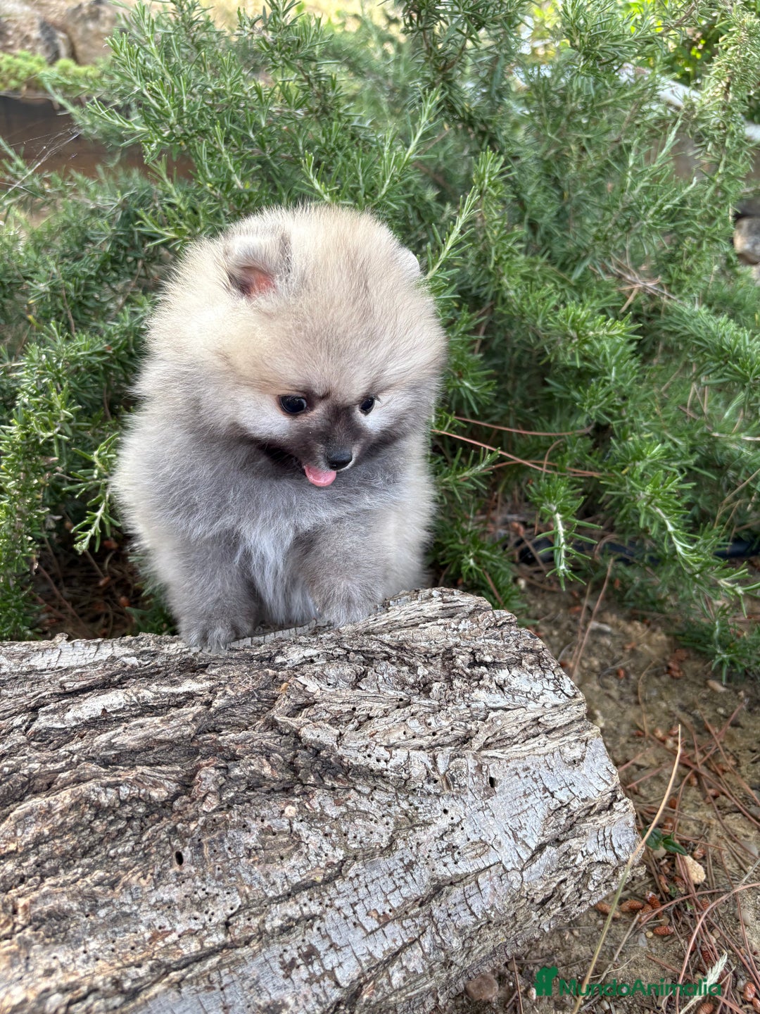 Pomerania perros en venta: Pomerania excelentes lineas  - Imagen 1