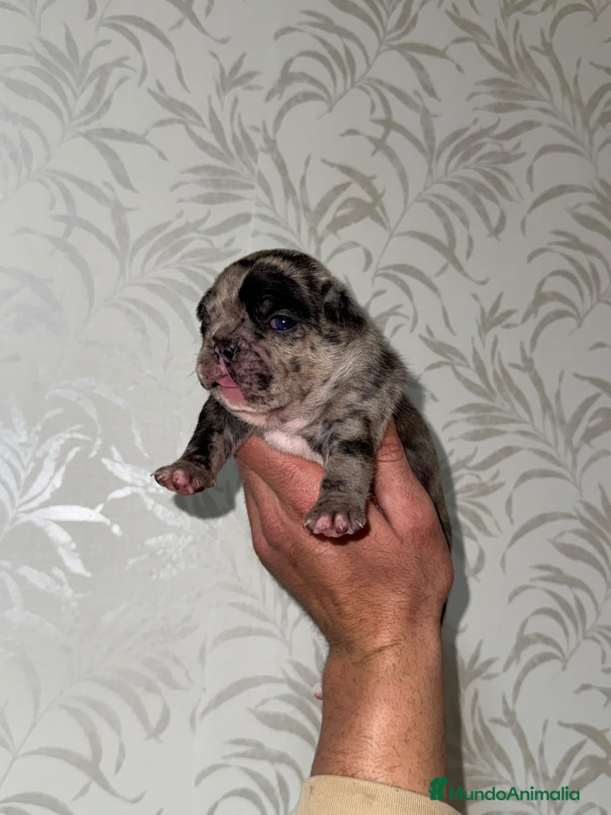 Bulldog Francés perros Bulldog francés espectacular morfología  - Anuncio 1