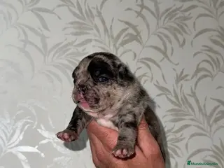 Bulldog Francés perros Bulldog francés espectacular morfología - Anuncio 1