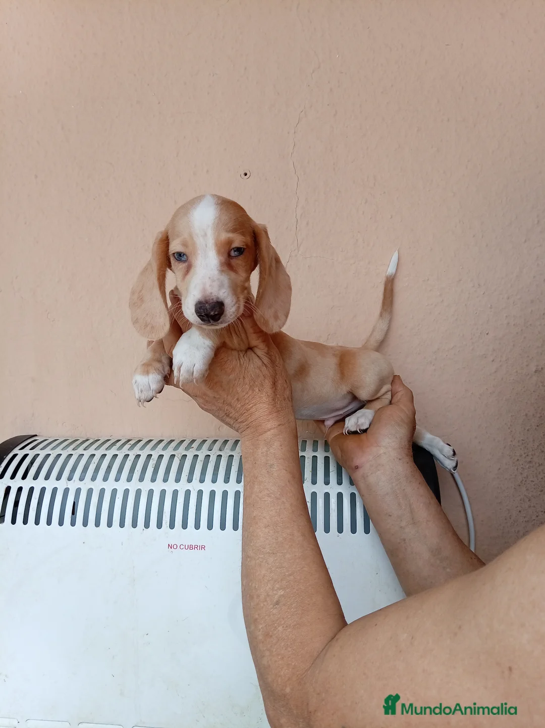 Teckel Miniatura perros en venta: Teckel mini bicolor - Anuncio 2