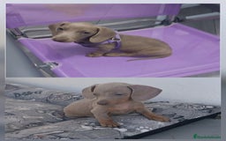 Teckel perros en venta: Teckel Hembra y Macho - Imagen 6