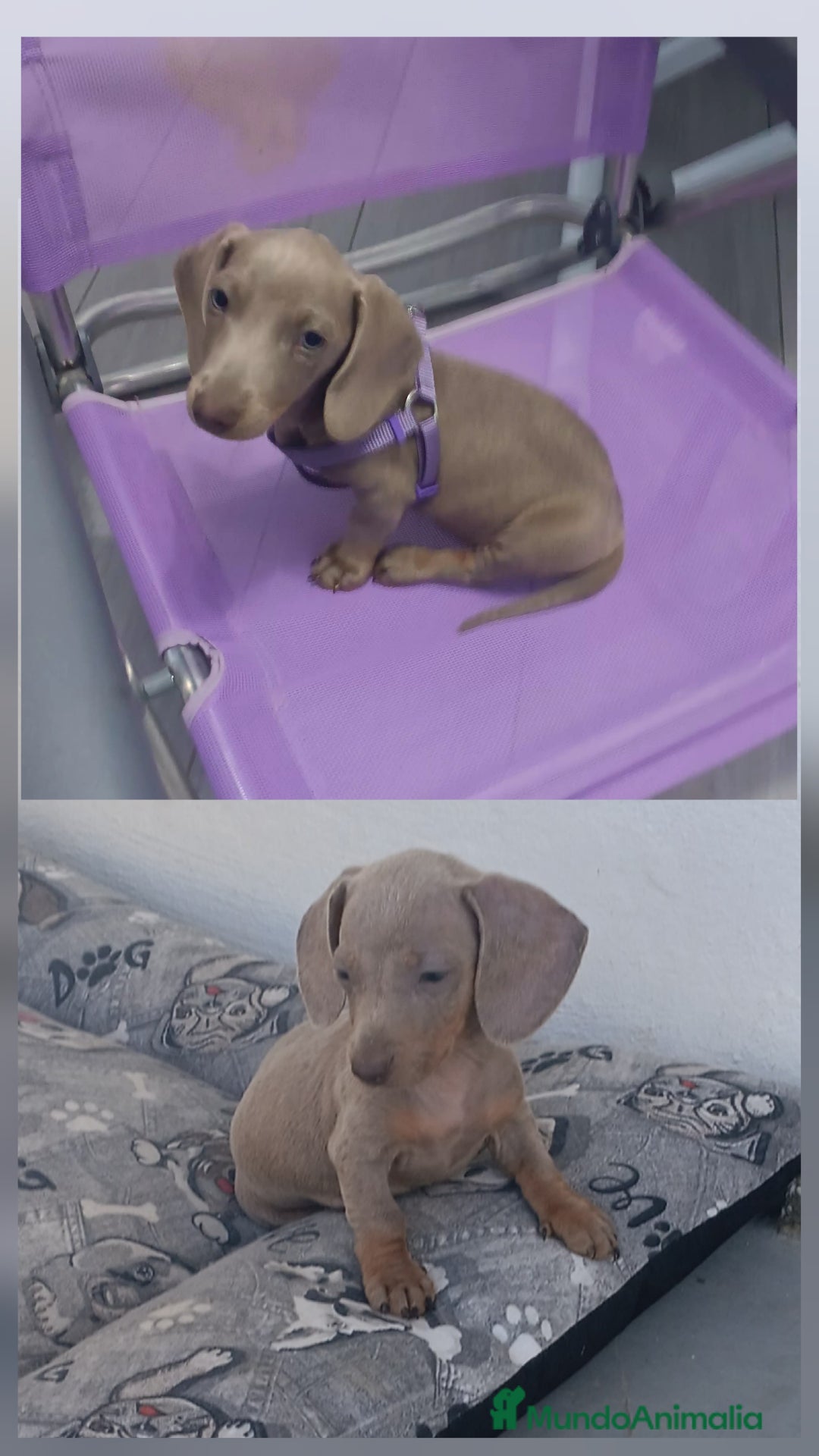 Teckel perros en venta: Teckel Hembra y Macho - Imagen 6