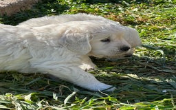Golden Retriever perros en venta: GOLDEN RETRIEVER NACIONAL CALIDAD en Barcelona - Imagen 3