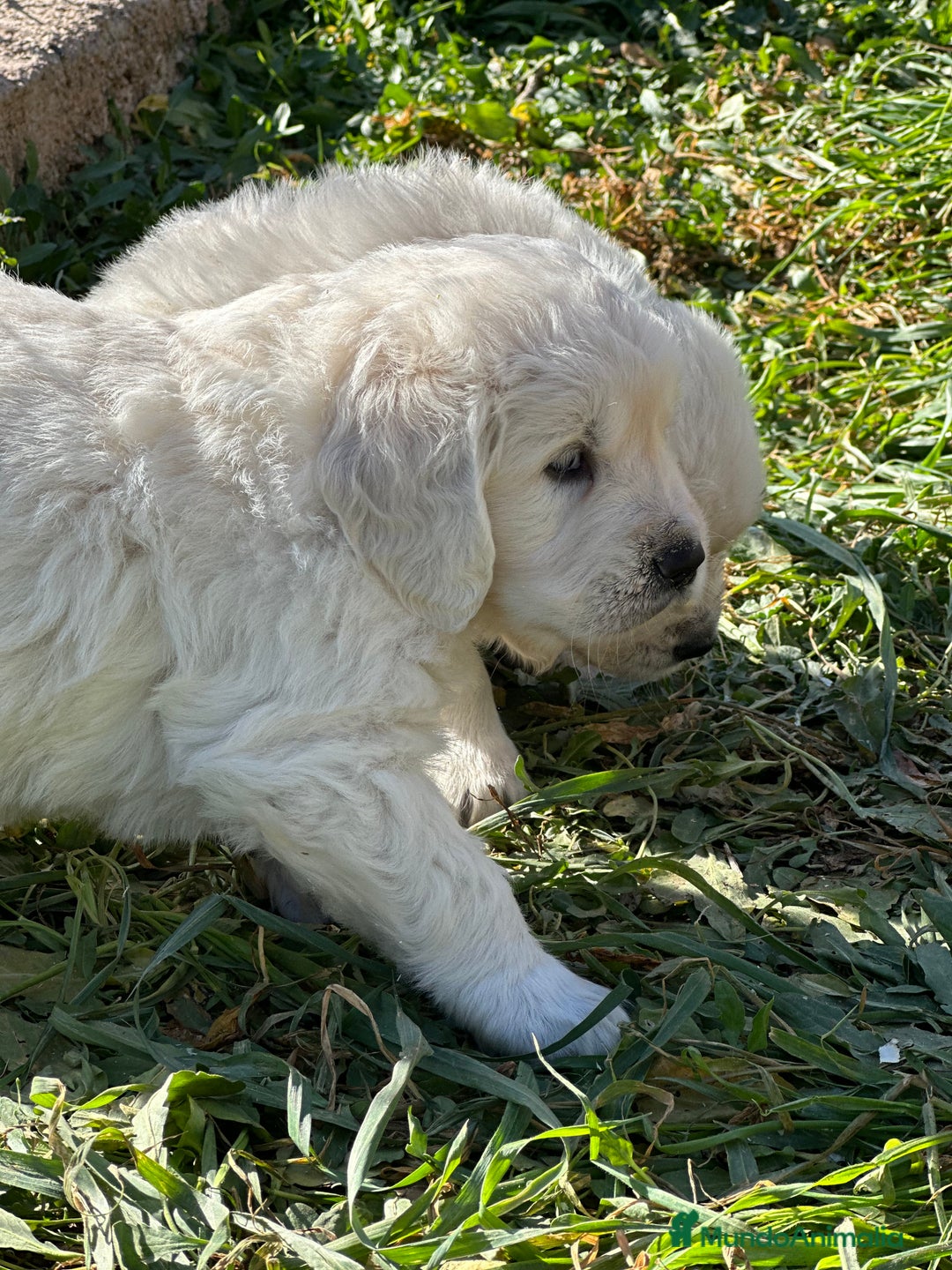 Golden Retriever perros en venta: GOLDEN RETRIEVER NACIONAL CALIDAD en Barcelona - Imagen 3