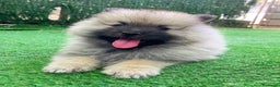 Spitz Lobo - Wolfsspitz perros en venta: Cachorros keeshond en Barcelona - Anuncio 2