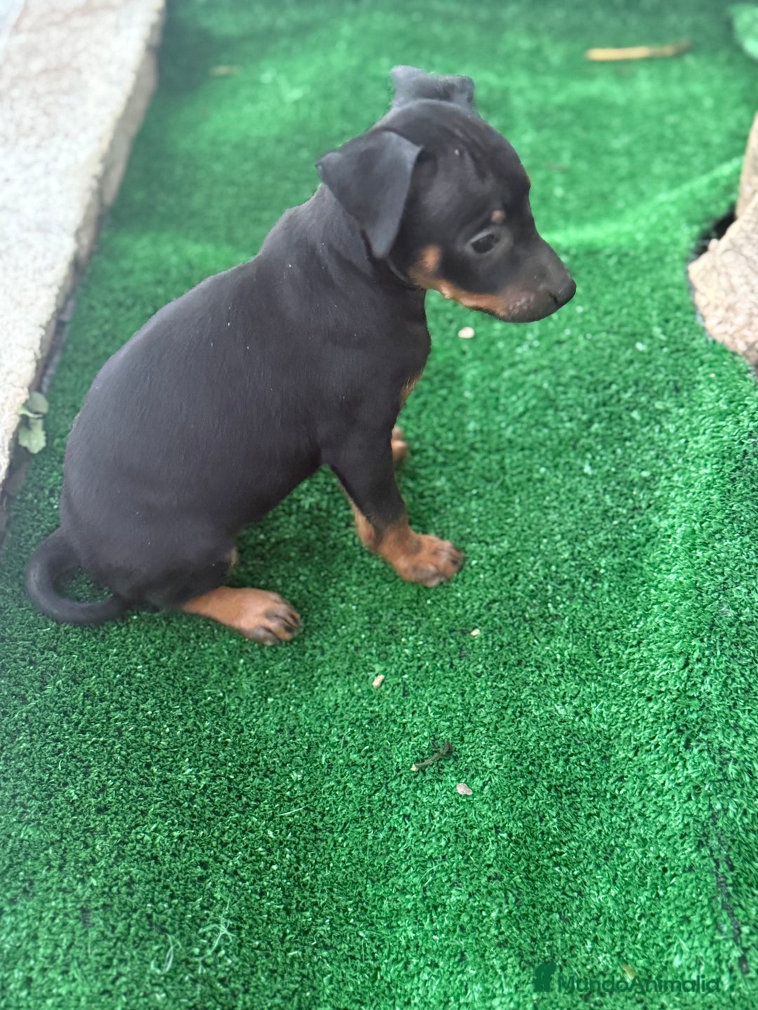 Pinscher Miniatura perros en venta: Pinscher miniatura disponible - Imagen 3
