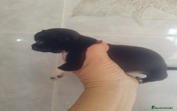 Chihuahua perros en venta: CHIHUAHUA MACHO TEA CUP - Imagen 5