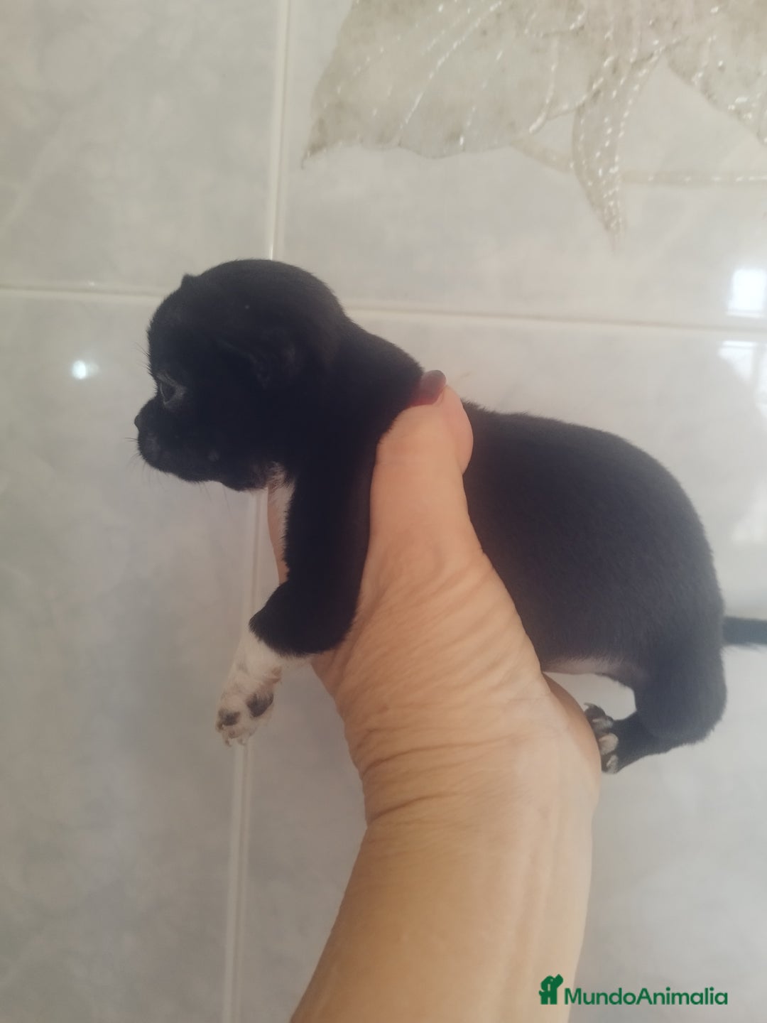 Chihuahua perros en venta: CHIHUAHUA MACHO TEA CUP - Imagen 5