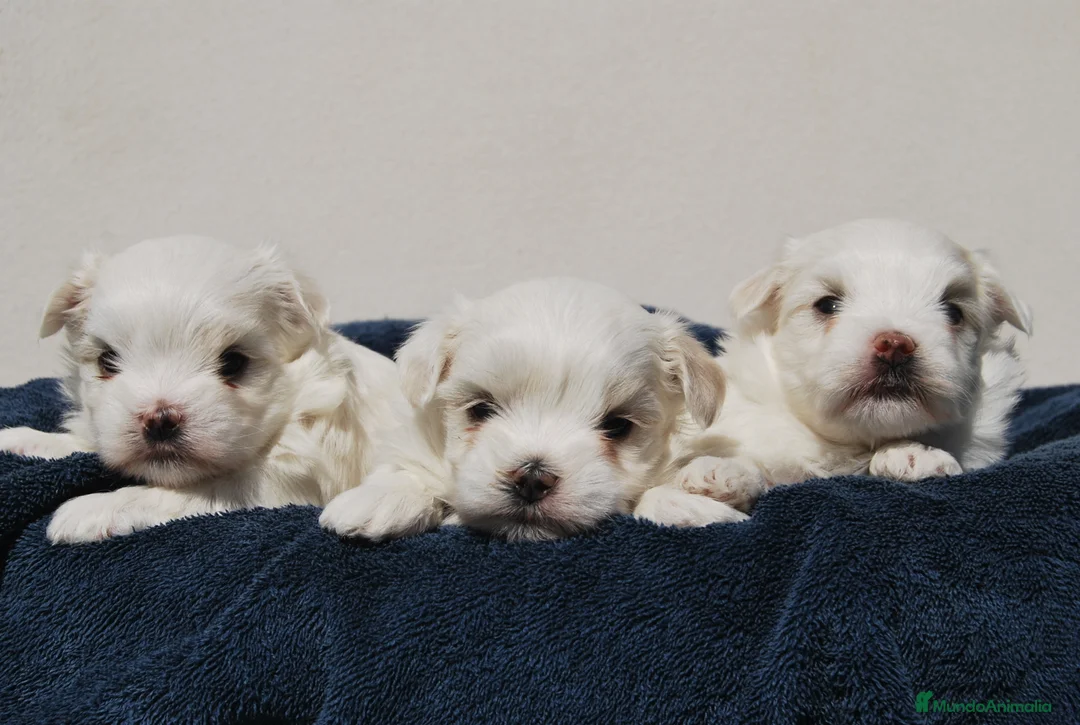 Bichón Maltés perros en venta: Bichon Maltes toy , criadero serio y profesional  en Madrid - Anuncio 7