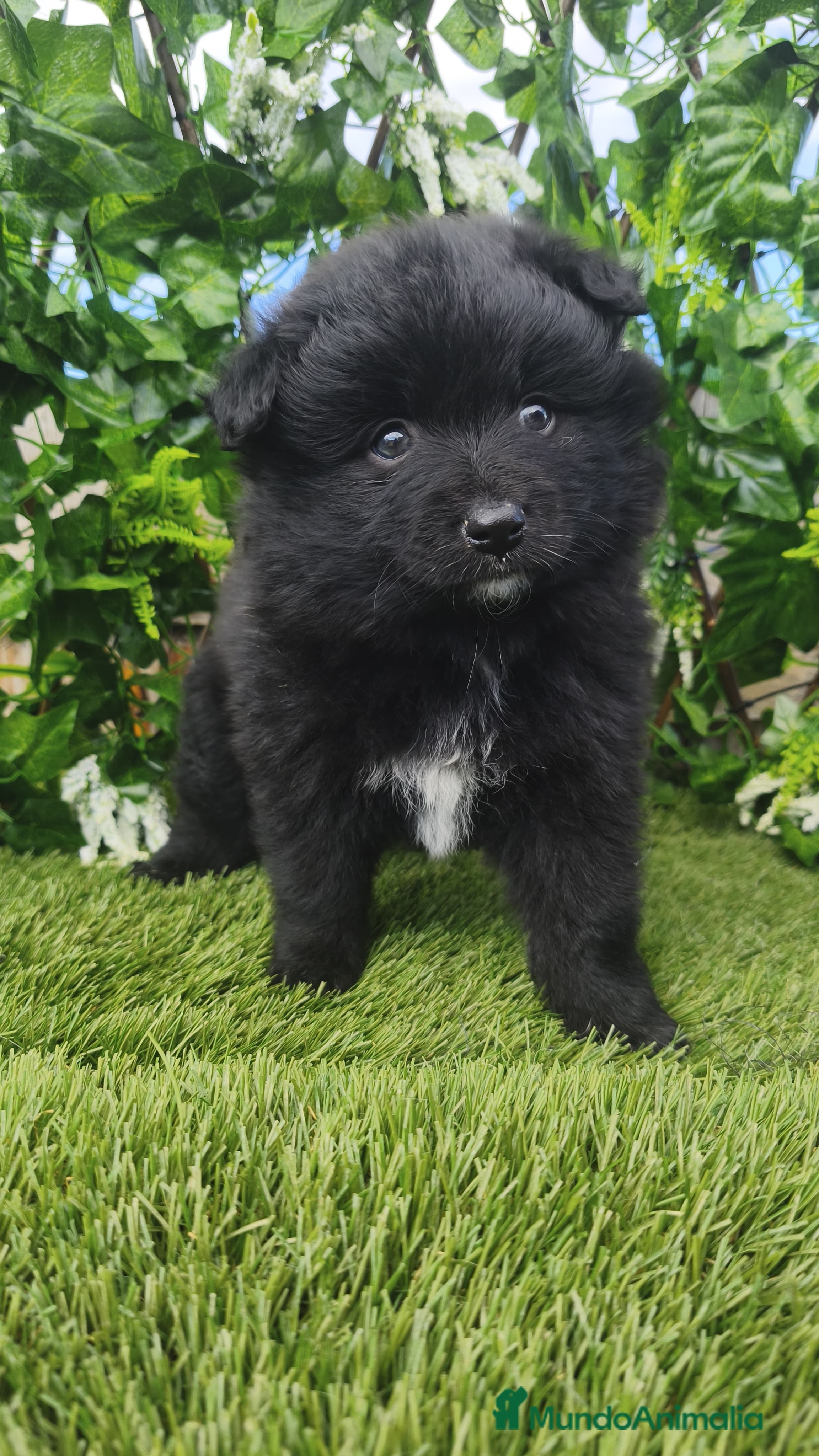 Raza Mixta perros Bordercollie mini( borderpom) - Anuncio 2