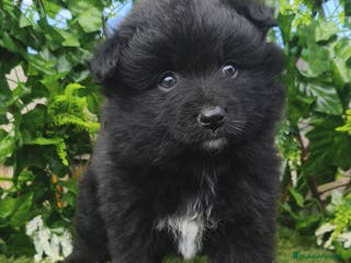 Raza Mixta perros Bordercollie mini( borderpom) - Anuncio 10