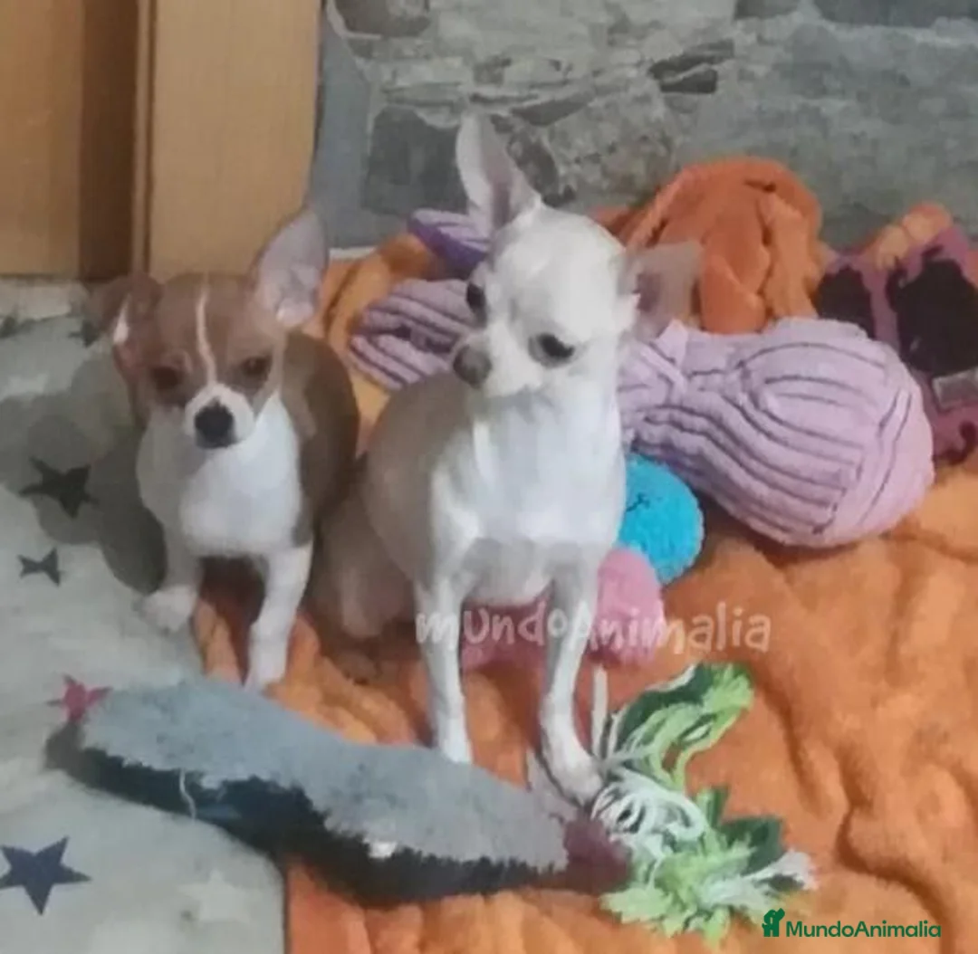 Imagen de galería {{count}}