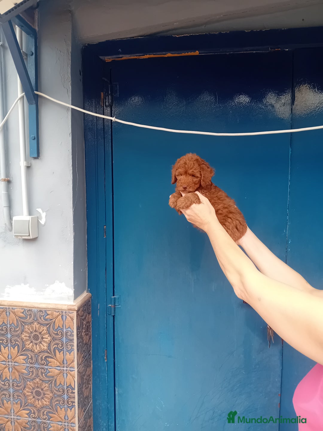 Caniche Toy perros en venta: ‼️‼️CANICHE HEMBRA TOY ROJA 50% ASIÁTICA - Imagen 2