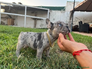 Bulldog Francés perros en Madrid - Anuncio 16