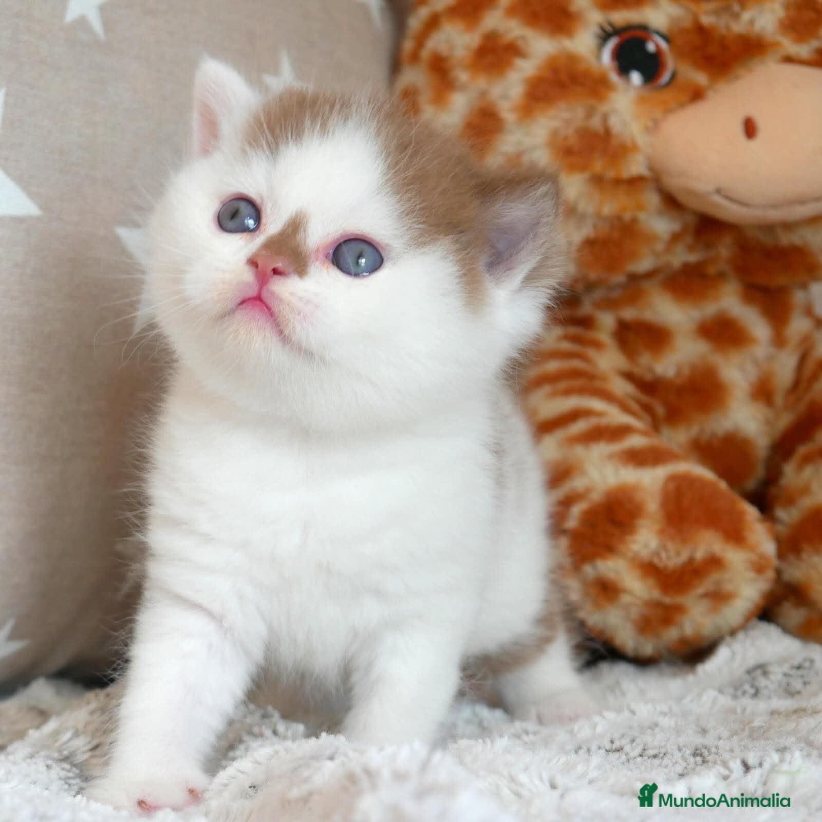 Británico de Pelo Corto gatos Espectacular Gatita British Shorthair Pedigrí WCF - Anuncio 1