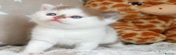 Británico de Pelo Corto gatos en venta: Espectacular Gatita British Shorthair Pedigrí WCF - Anuncio 1