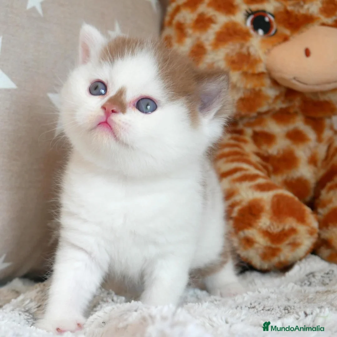 Británico de Pelo Corto gatos en venta: Espectacular Gatita British Shorthair Pedigrí WCF - Anuncio 1