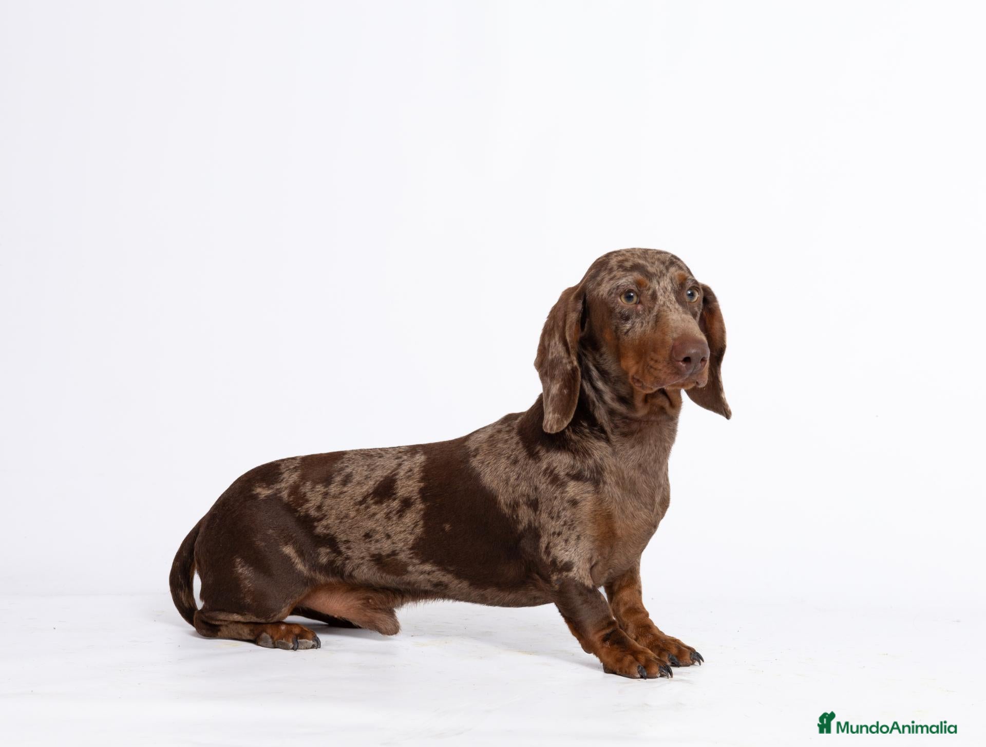 Teckel perros Teckel macho Chocolate Merle - Anuncio 1