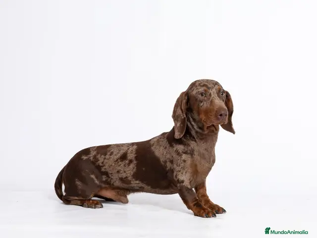 Teckel perros Teckel macho Chocolate Merle - Anuncio 3