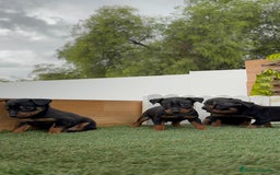 Pinscher Miniatura perros en venta: PINSCHER MINIATURA  - Imagen 28