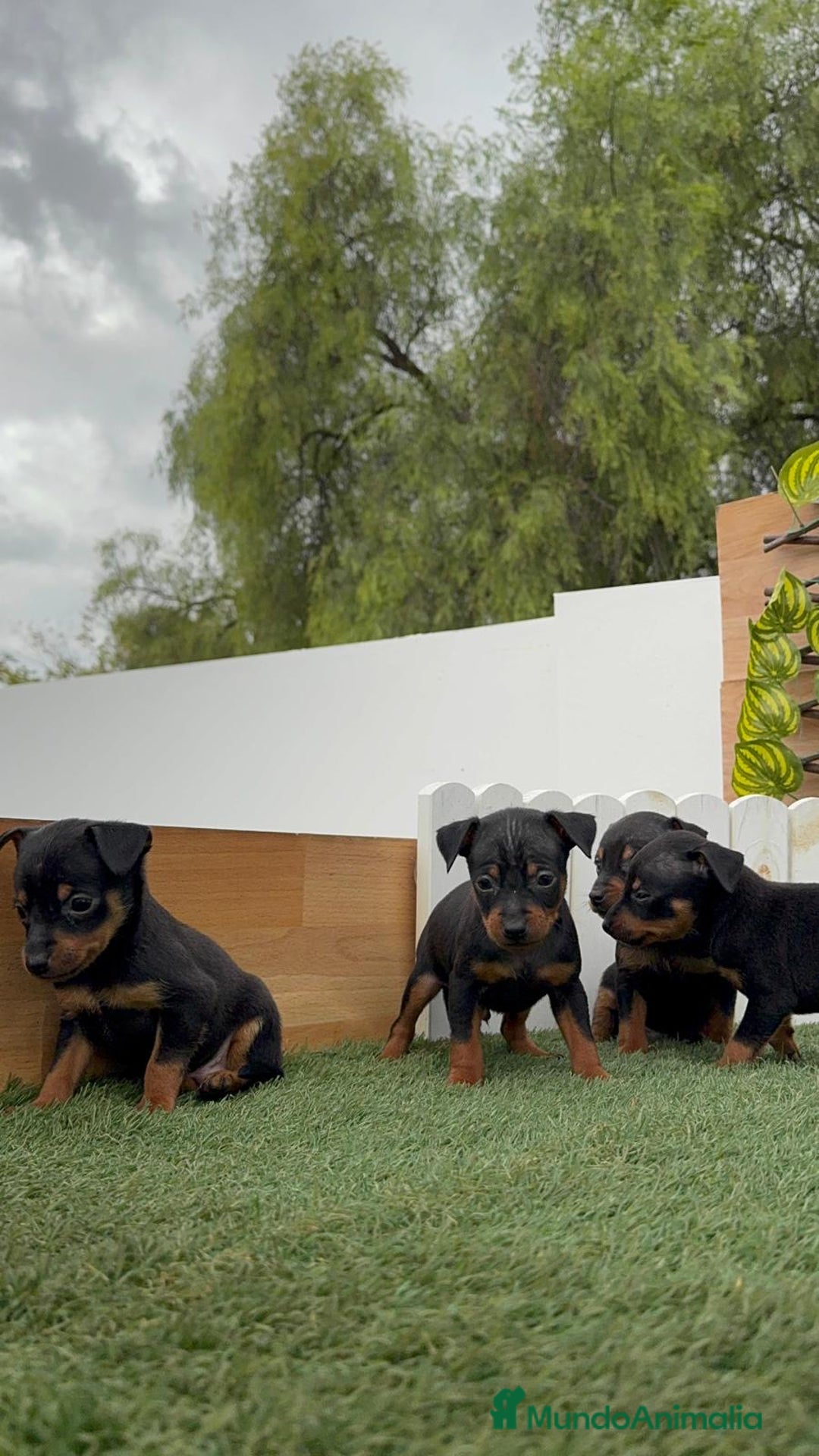 Pinscher Miniatura perros en venta: PINSCHER MINIATURA  - Imagen 28