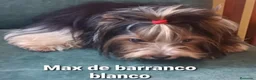 Biewer Yorkshire Terrier a la Pom Pon perros en venta: Biewer con pedigree de las mejores lineas - Anuncio 3
