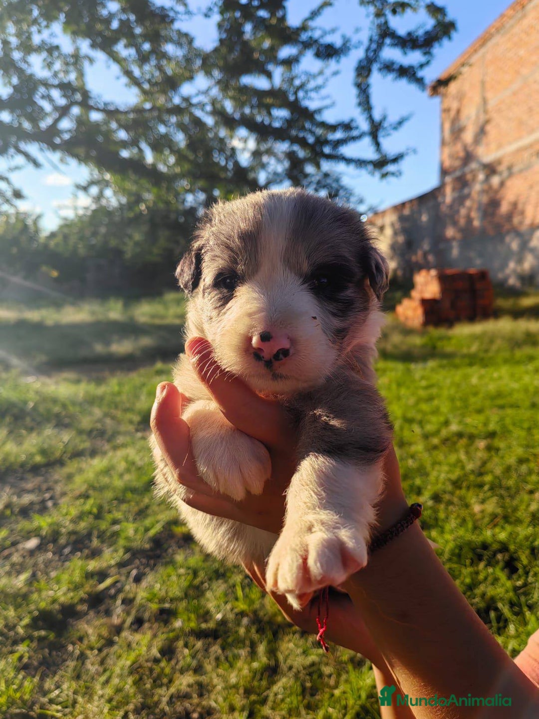 Border Collie perros en venta: preciosos cachorros border collie - Anuncio 1