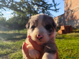 Border Collie perros preciosos cachorros border collie - Anuncio 3