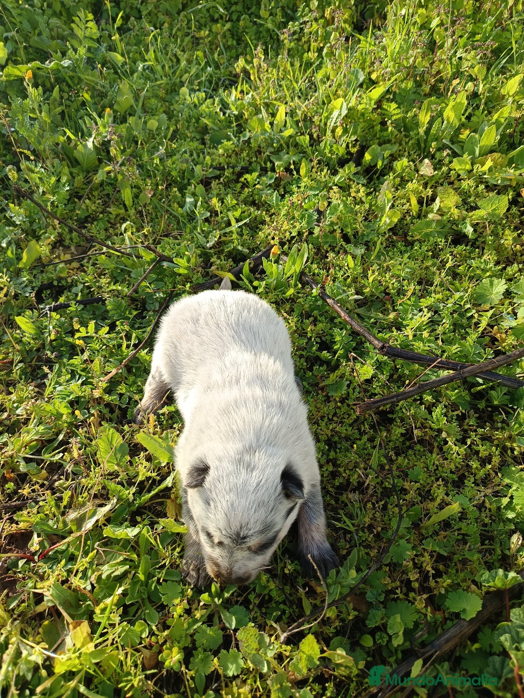 Pastor Australiano perros en venta: Cattle Dog ganadero australiano  - Anuncio 3