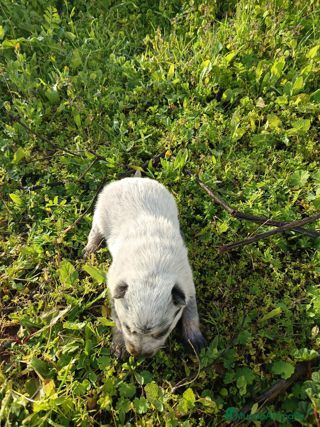 Pastor Australiano perros en venta: Cattle Dog ganadero australiano  - Anuncio 3