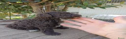 Perro de Agua Español perros en venta: Perro de agua  - Anuncio 8