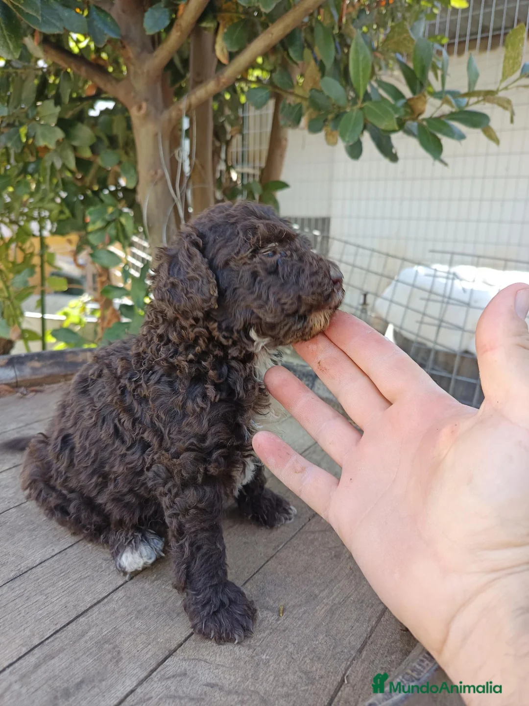 Perro de Agua Español perros en venta: Perro de agua  - Anuncio 8
