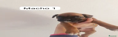Boxer Cachorro 1