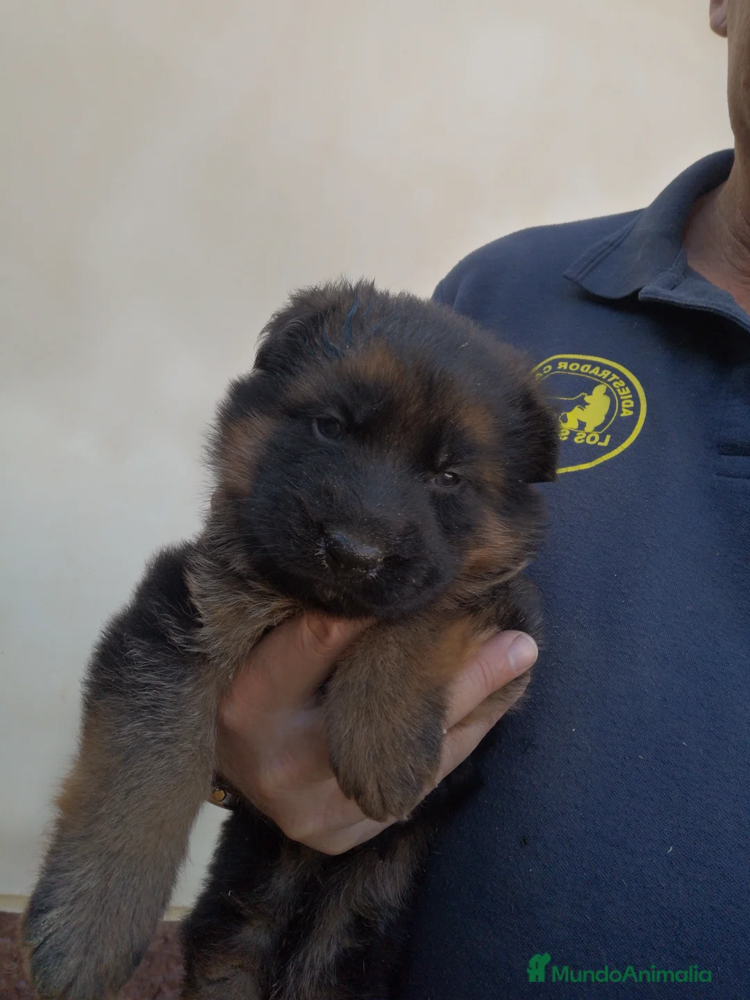 Pastor Alemán perros en venta: Espectaculares cachorritos de pastor alemán  - Anuncio 4