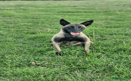 Pastor Belga Malinois perros en adopcion: Hembra pastor belga Malinois  - Imagen 1